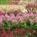 Защо не растат Astilbe какво да правите, ако лошо расте Astilbe