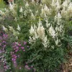 De ce să nu crească Astilbe ce să facă în cazul în care Astilbe în creștere rău