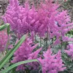 De ce să nu crească Astilbe ce să facă în cazul în care Astilbe în creștere rău