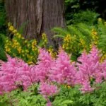 Защо не растат Astilbe какво да правите, ако лошо расте Astilbe