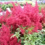 Защо не растат Astilbe какво да правите, ако лошо расте Astilbe