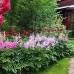 Защо не растат Astilbe какво да правите, ако лошо расте Astilbe