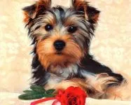 De ce catelus York pruriginoasă de ce catelus Yorkshire Terrier pruriginoasă chukha