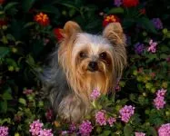 De ce catelus York pruriginoasă de ce catelus Yorkshire Terrier pruriginoasă chukha