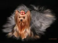 De ce catelus York pruriginoasă de ce catelus Yorkshire Terrier pruriginoasă chukha