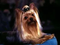 De ce catelus York pruriginoasă de ce catelus Yorkshire Terrier pruriginoasă chukha