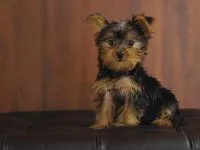 De ce catelus York pruriginoasă de ce catelus Yorkshire Terrier pruriginoasă chukha