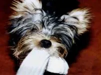 De ce catelus York pruriginoasă de ce catelus Yorkshire Terrier pruriginoasă chukha