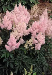 Защо не растат Astilbe какво да правите, ако лошо расте Astilbe