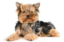 De ce catelus York pruriginoasă de ce catelus Yorkshire Terrier pruriginoasă chukha