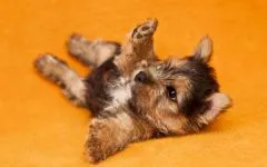 De ce catelus York pruriginoasă de ce catelus Yorkshire Terrier pruriginoasă chukha