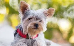 De ce catelus York pruriginoasă de ce catelus Yorkshire Terrier pruriginoasă chukha