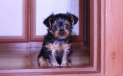 De ce catelus York pruriginoasă de ce catelus Yorkshire Terrier pruriginoasă chukha