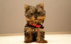 De ce catelus York pruriginoasă de ce catelus Yorkshire Terrier pruriginoasă chukha