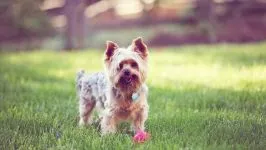 De ce catelus York pruriginoasă de ce catelus Yorkshire Terrier pruriginoasă chukha