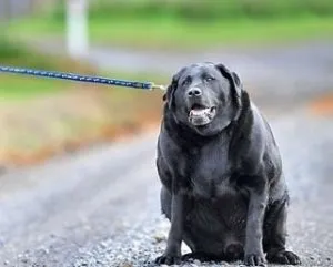 De ce nu o heppidogs pâine de câine