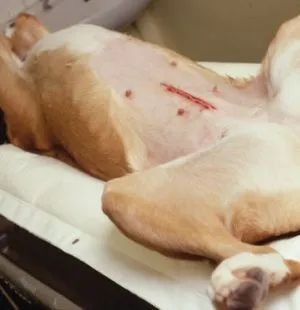 Érvek és ellenérvek a sterilizációs műveletek kutyák