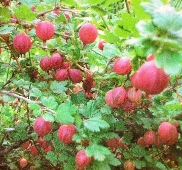 Защо лоши плодове цариградско грозде - градина Сибир