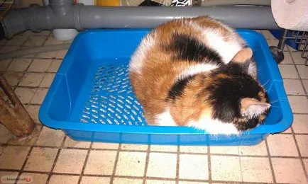 Miért macskák aludni a tálca