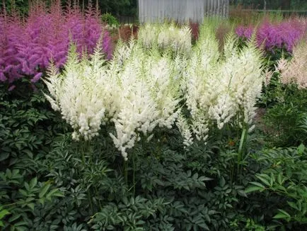 Защо не растат Astilbe