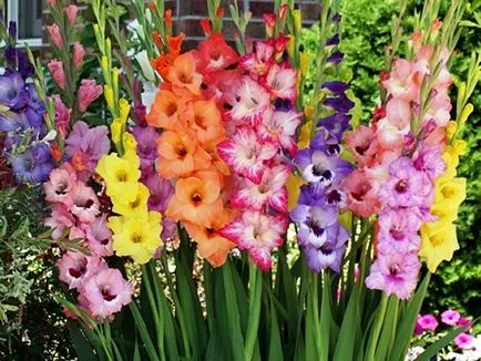 De ce este al doilea an de gladioluses de soiuri de plante devin mici, de culoare portocalie