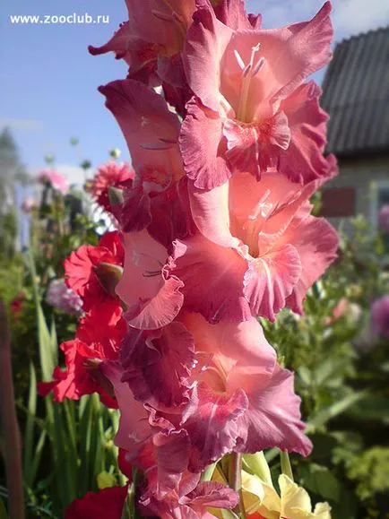 De ce gladiole gladiole de ce culoare schimbare a schimbat culoarea