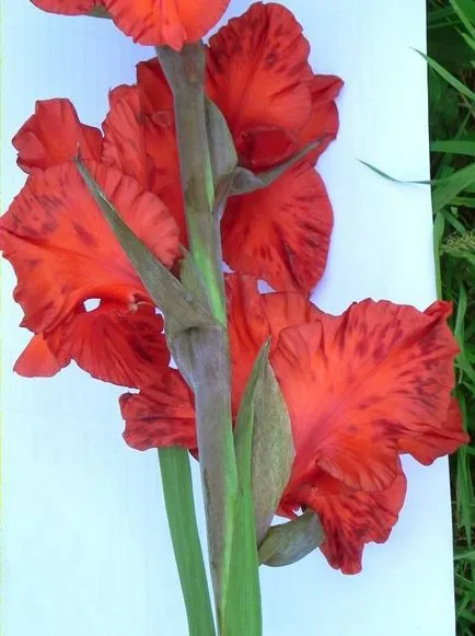 De ce este al doilea an de gladioluses de soiuri de plante devin mici, de culoare portocalie