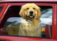 Пътуването в колата с кучето