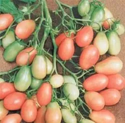 Tomate pe balcon - cultivarea culturii și are cele mai bune note