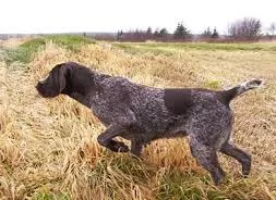Field képzés kutyák!