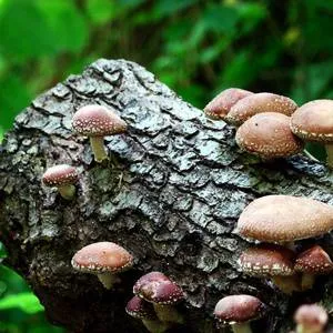 Előnyök és árt a shiitake gomba