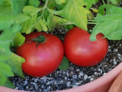 soiuri de viță de vie de tomate