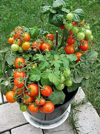 Tomate pe balcon - cultivarea culturii și are cele mai bune note