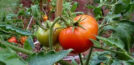 soiuri de viță de vie de tomate