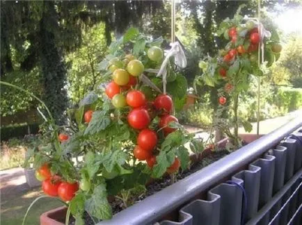 Tomate pe balcon - cultivarea culturii și are cele mai bune note