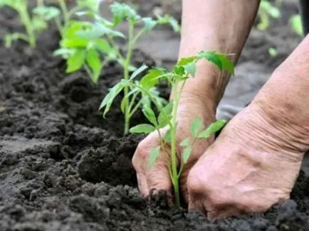 soiuri de viță de vie de tomate