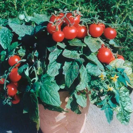 Tomate pe balcon - cultivarea culturii și are cele mai bune note