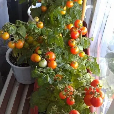 Tomate pe balcon - cultivarea culturii și are cele mai bune note