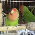 Comportamentul lovebirds în captivitate, cu fotografii și video