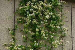 Засаждане на орлови нокти Perfoliate и грижи за Lian, неговите функции и възпроизвеждане (снимки и видео материал)