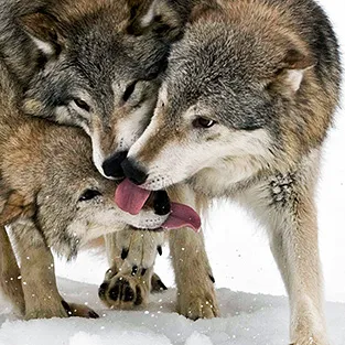 Imagini uimitoare Wolves (foto)