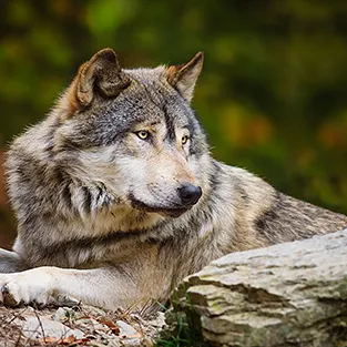 Lenyűgöző képek Wolves (fotó)