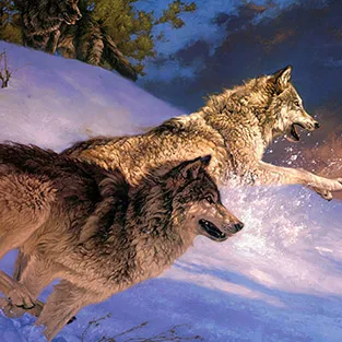 Imagini uimitoare Wolves (foto)