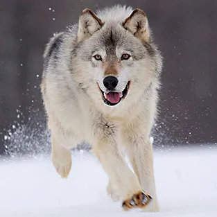 Imagini uimitoare Wolves (foto)