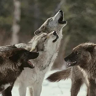 Imagini uimitoare Wolves (foto)