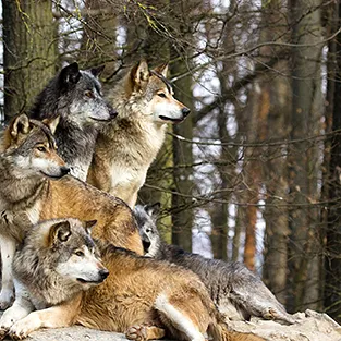 Imagini uimitoare Wolves (foto)