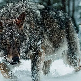 Lenyűgöző képek Wolves (fotó)