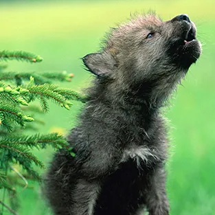 Imagini uimitoare Wolves (foto)