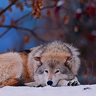 Lenyűgöző képek Wolves (fotó)