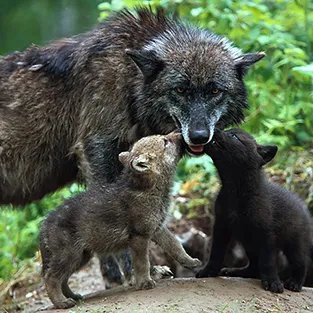 Lenyűgöző képek Wolves (fotó)